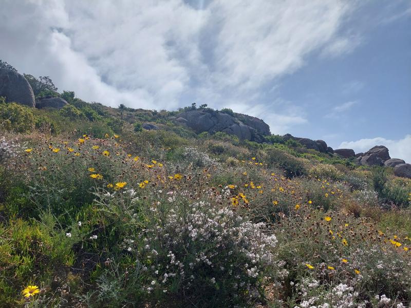0 Bedroom Property for Sale in Blueberry Hill Western Cape